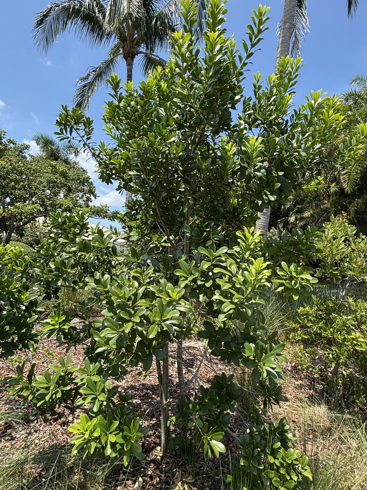 Wild Cinnamon (Canella winterana)