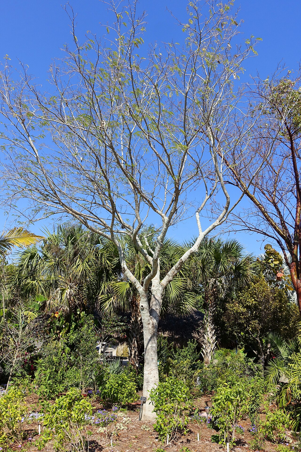 Wild Tamarind, Lysiloma latisiliquum