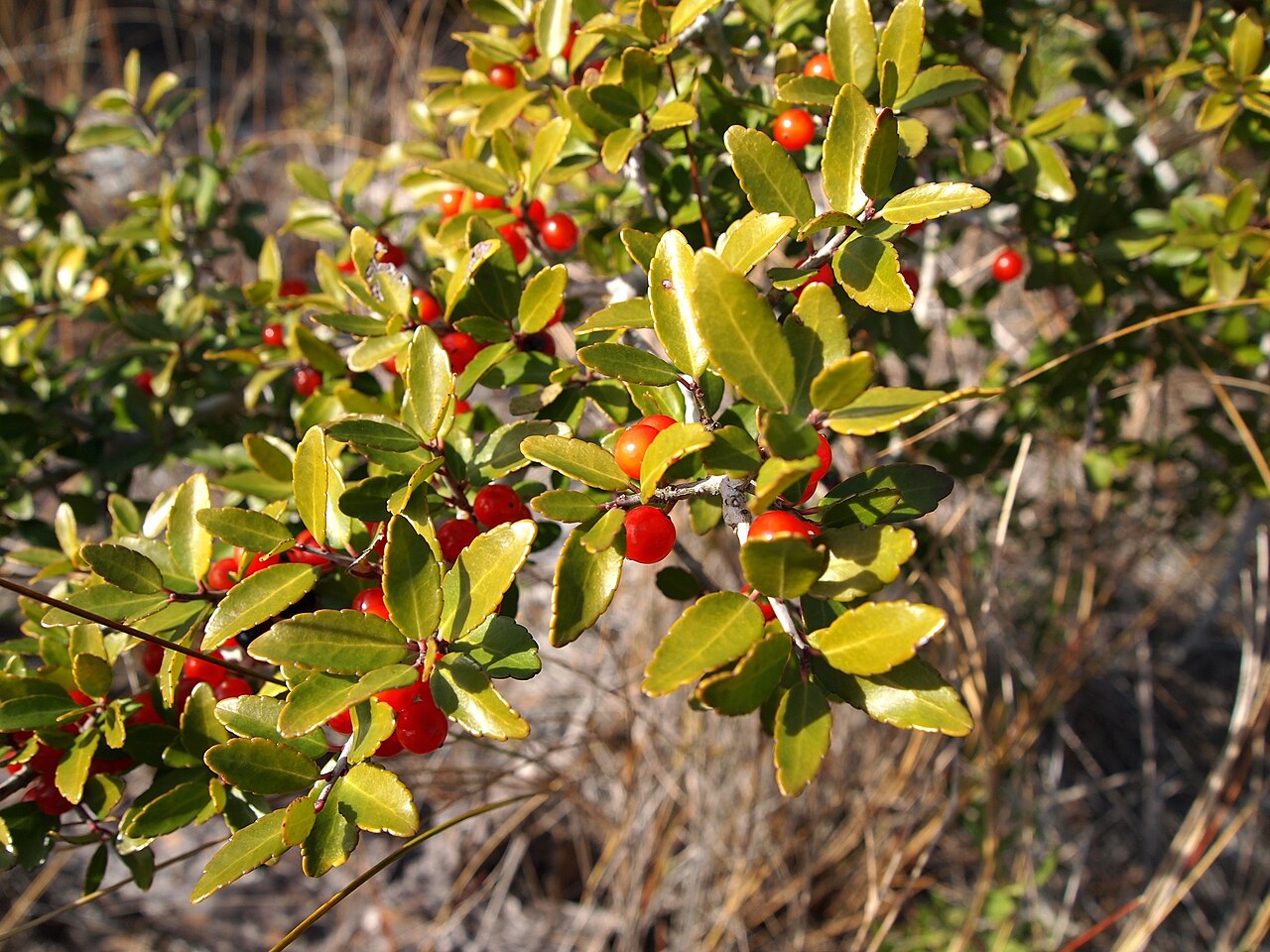Yaupon Holly, Ilex vomitoria