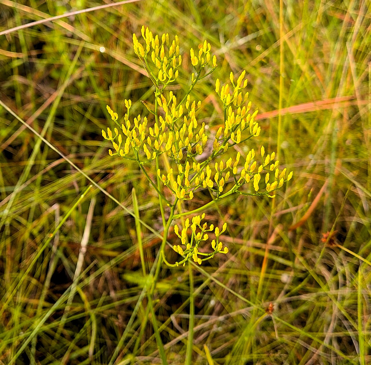 Yellowtop